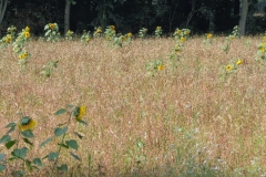 DSC03860